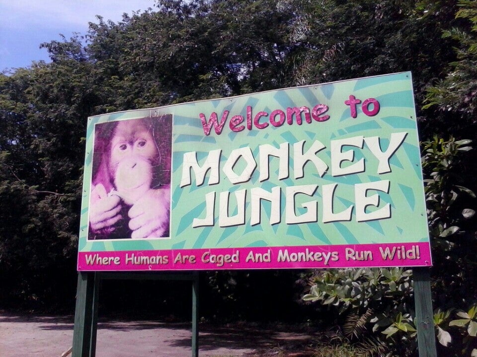 Photo of Monkey Jungle