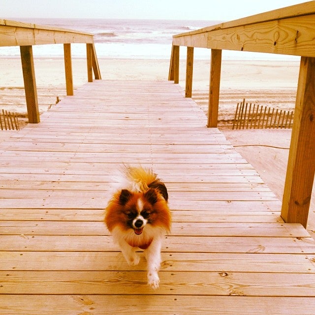 Photo of Fire Island Pines