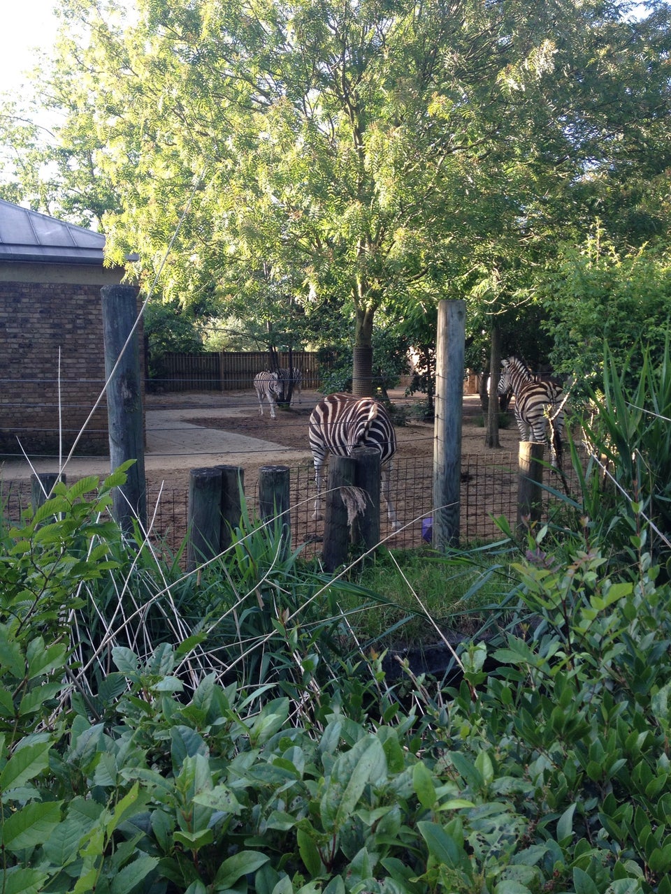 Photo of ZSL London Zoo