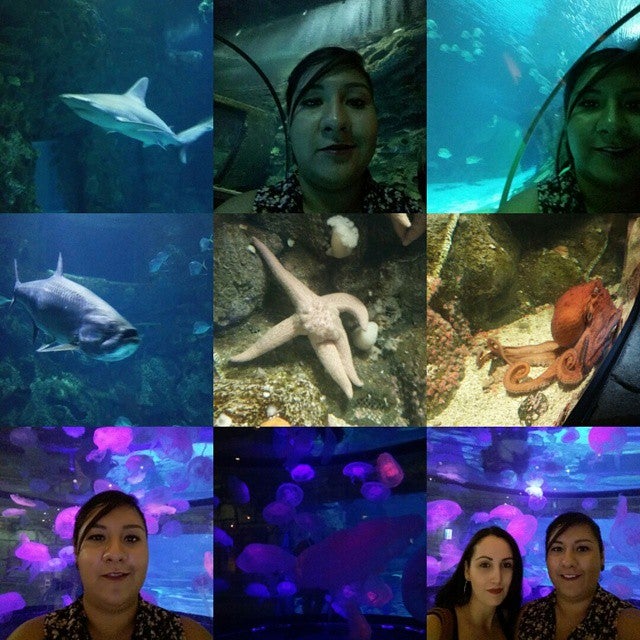 Photo of Shark Reef