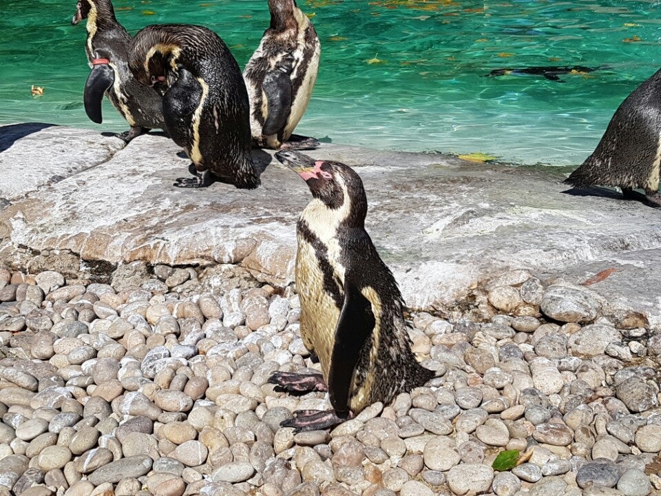 Photo of ZSL London Zoo