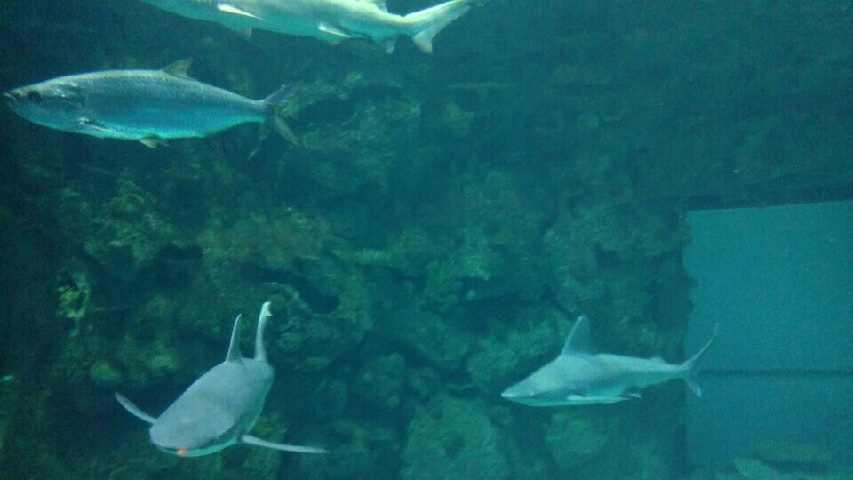 Photo of Shark Reef