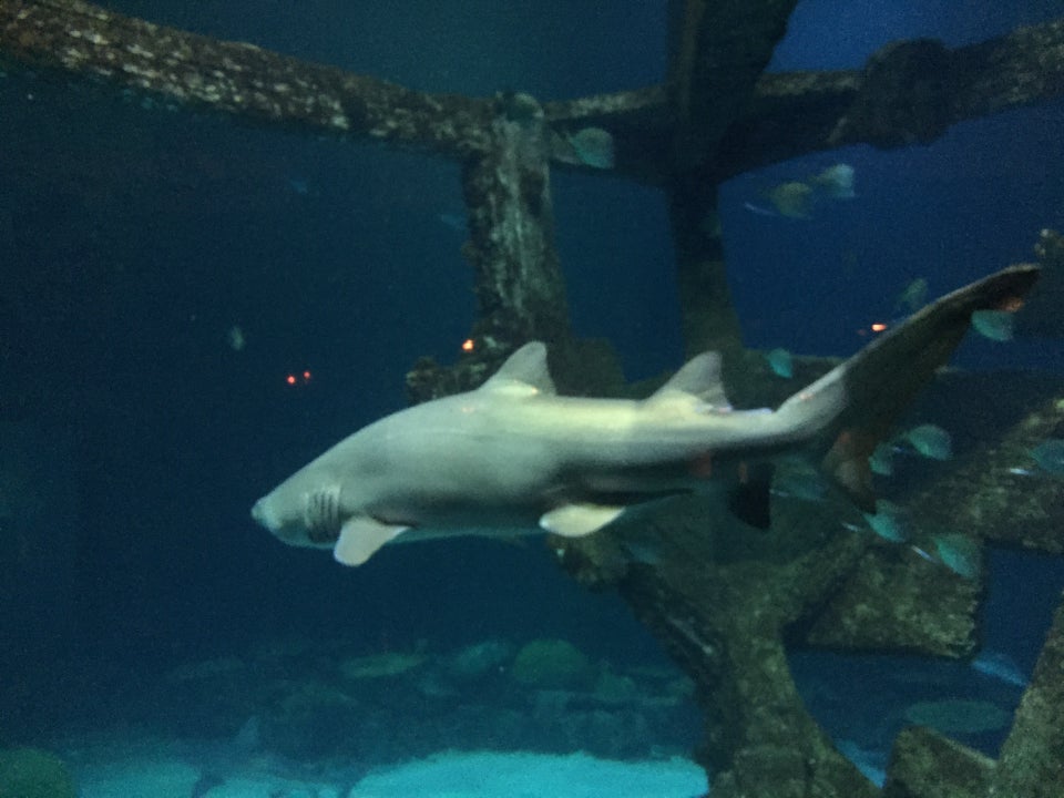 Photo of Shark Reef