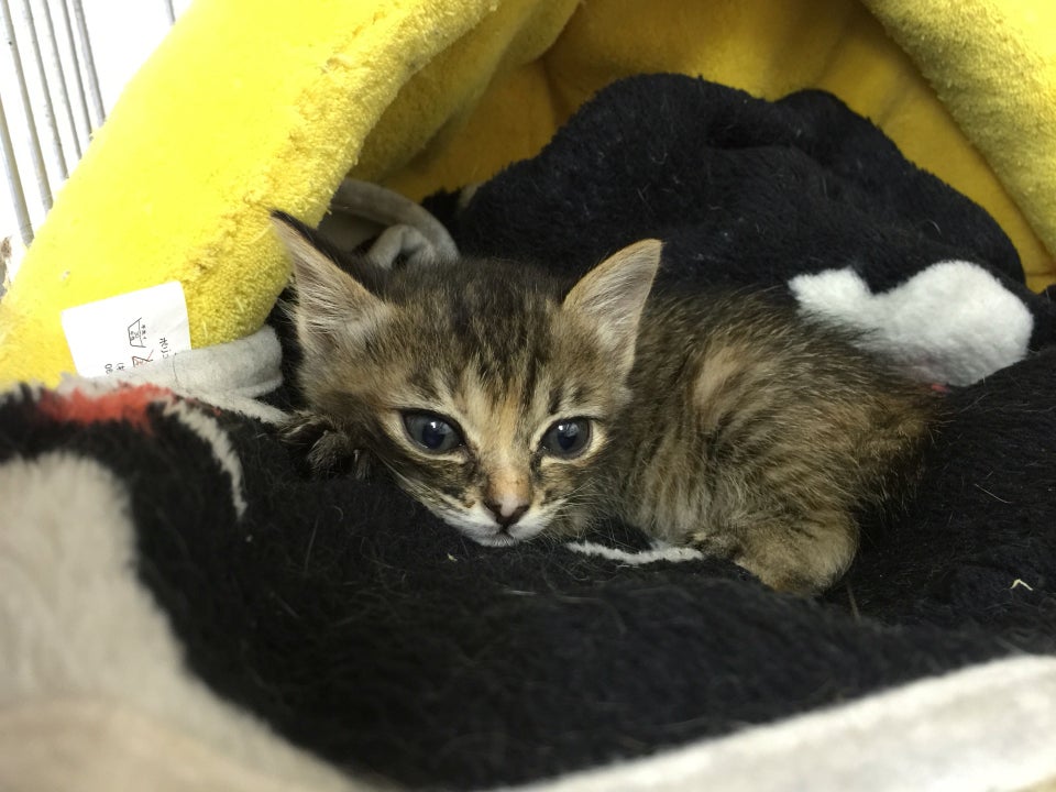 Asakusa Nekoen Cat Cafe