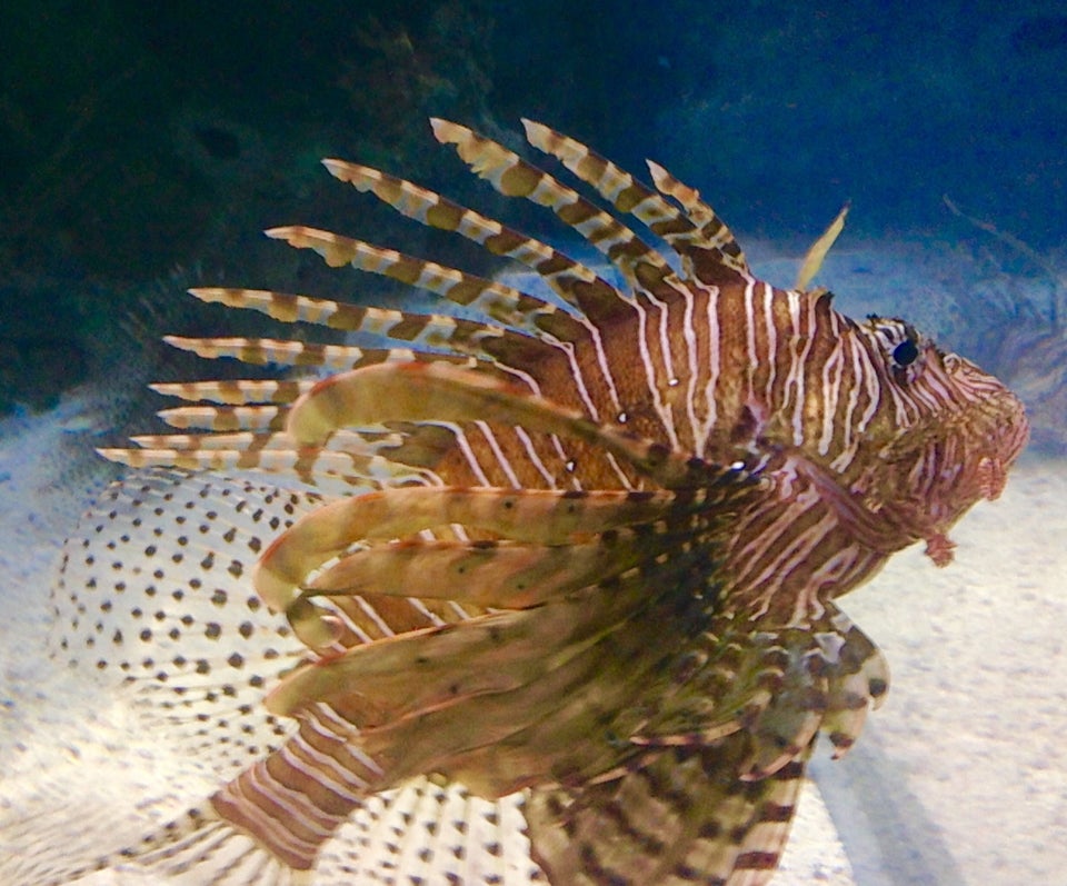 Photo of Shark Reef