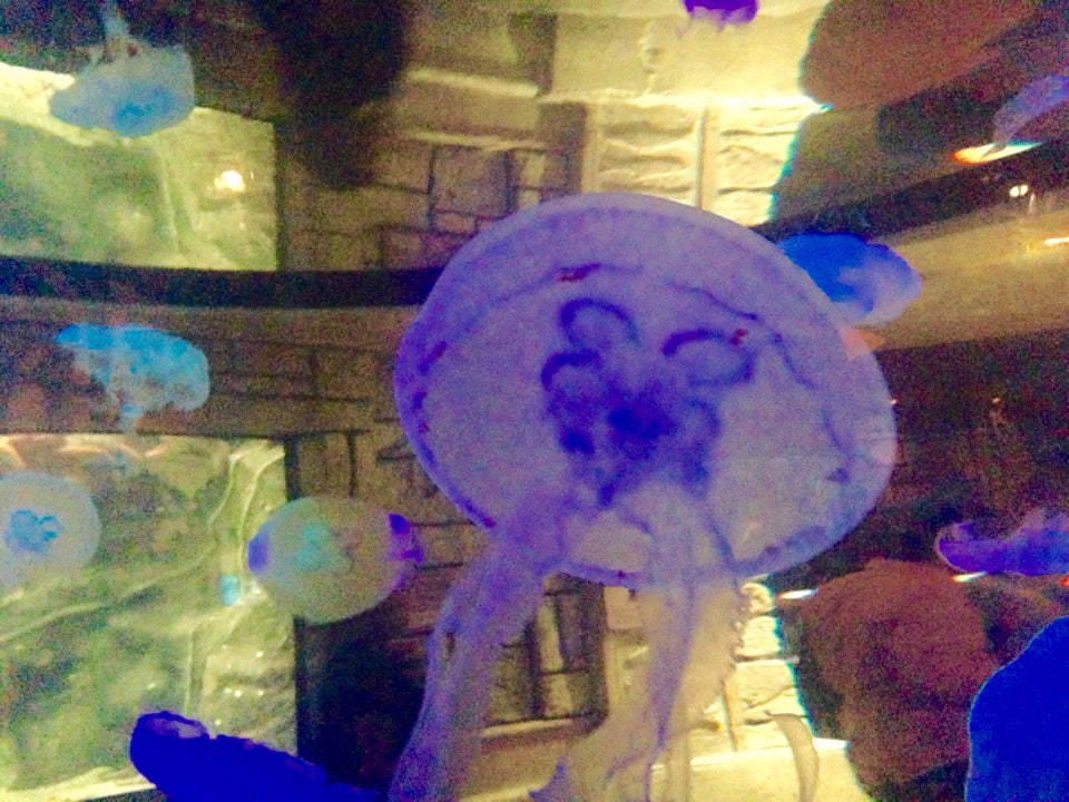 Photo of Shark Reef