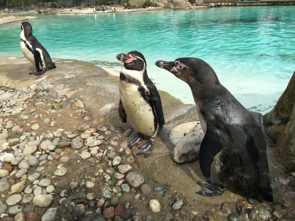 Photo of ZSL London Zoo