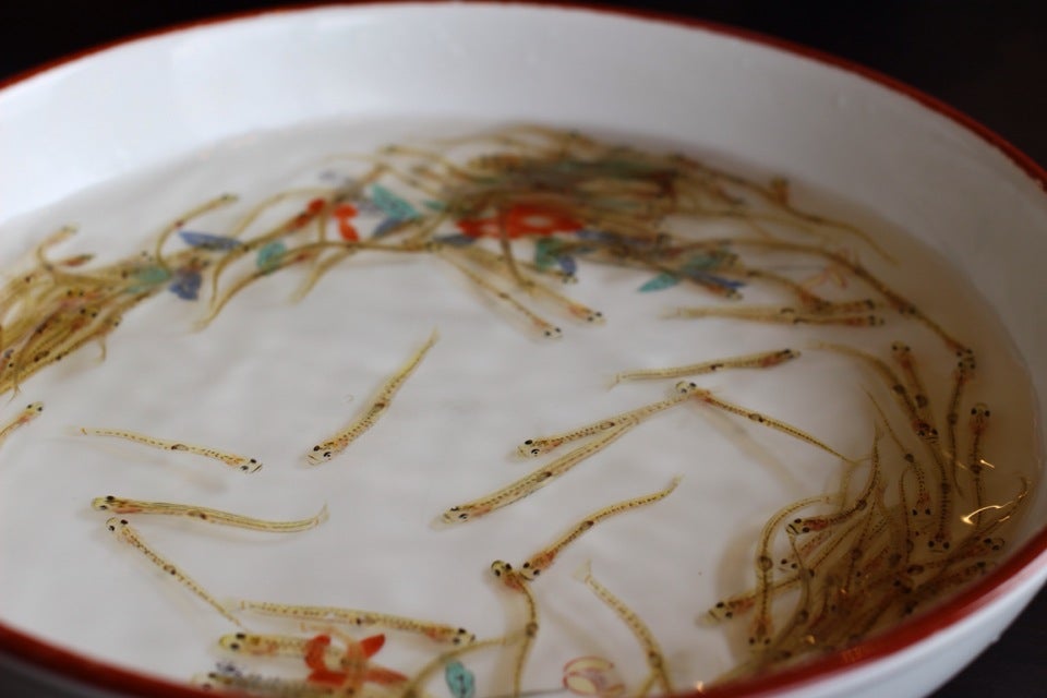 Shiruo No Odorigui (Dancing Ice Fish)