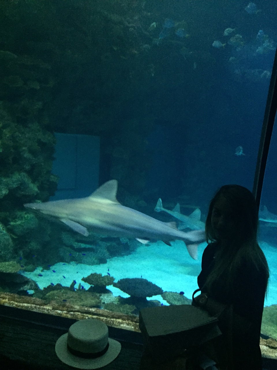 Photo of Shark Reef