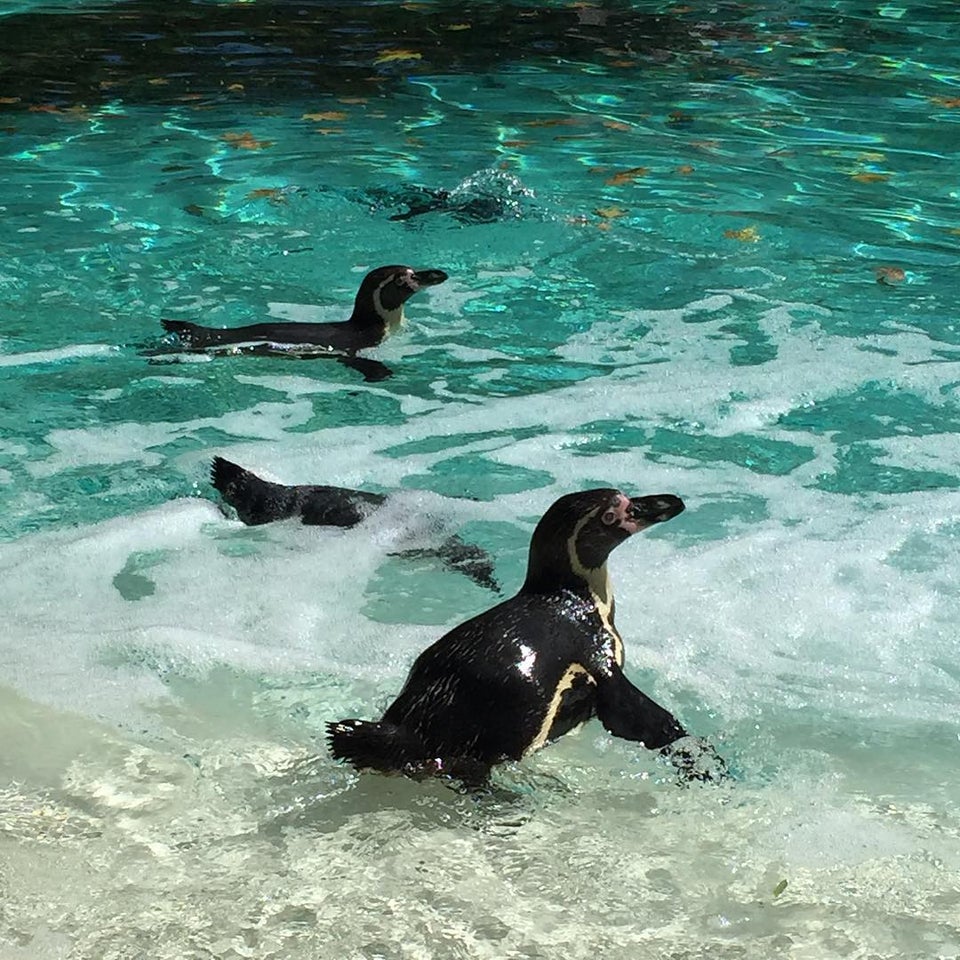 Photo of ZSL London Zoo